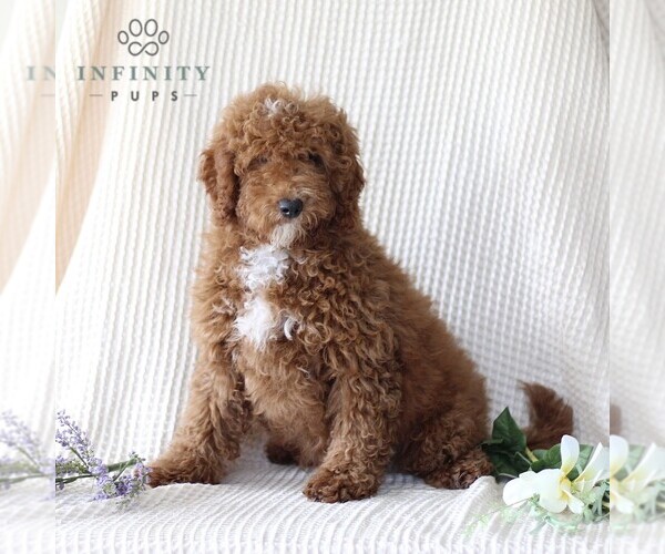 Medium Photo #1 Goldendoodle (Miniature) Puppy For Sale in GORDONVILLE, PA, USA