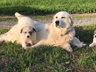 Mother of the Great Pyrenees puppies born on 10/17/2018