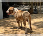 Small #3 American Bulldog