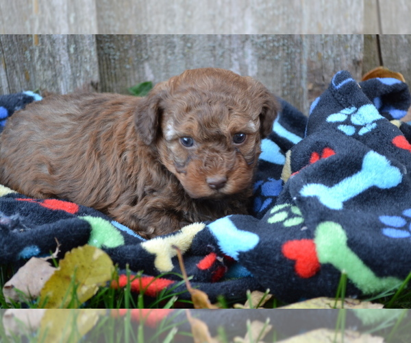 Medium Photo #4 Poodle (Miniature) Puppy For Sale in GREENWOOD, WI, USA