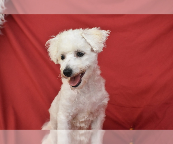 Medium Photo #3 Bichon Frise Puppy For Sale in ELDORADO, OH, USA
