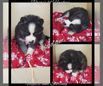 Small Photo #13 Siberian Husky Puppy For Sale in BLOOMFIELD, IN, USA