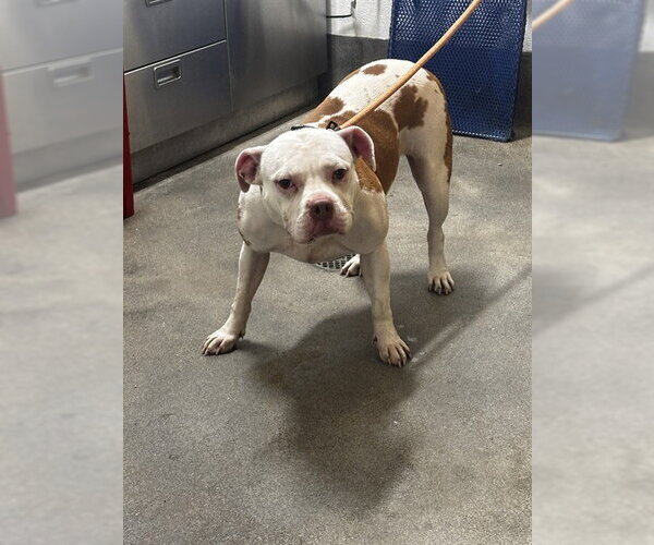 Medium Photo #1 American Bulldog Puppy For Sale in Forestville, MD, USA