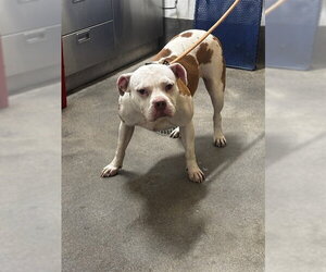 American Bulldog Dogs for adoption in Forestville, MD, USA