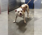 Small American Bulldog