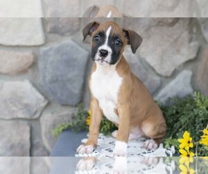 Medium Boxer