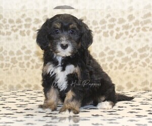 Miniature Bernedoodle Puppy for Sale in DENVER, Pennsylvania USA