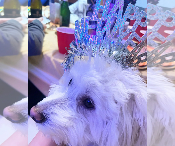 Medium Photo #1 Maltese-Unknown Mix Puppy For Sale in SAN LEANDRO, CA, USA