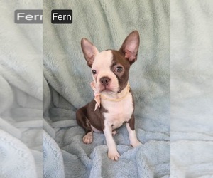 Boston Terrier Puppy for sale in MINERAL WELLS, WV, USA