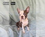 Image preview for Ad Listing. Nickname: Fern