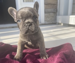 French Bulldog Puppy for sale in ATLANTA, GA, USA