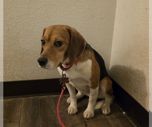 Medium Photo #8 Beagle Puppy For Sale in Las Vegas, NV, USA