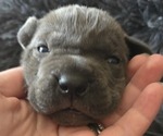 Small #1 Cane Corso