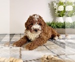 Small #2 Goldendoodle (Miniature)