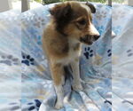 Small #1 Mutt