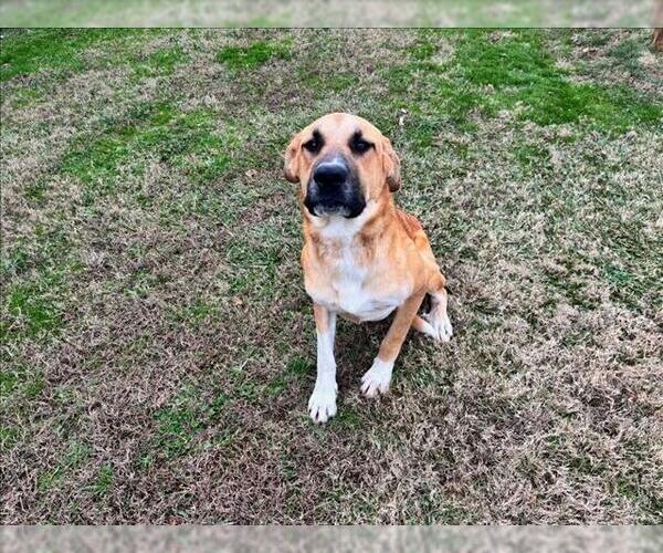Medium Photo #1 Black Mouth Cur-Labrador Retriever Mix Puppy For Sale in Grovetown, GA, USA