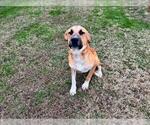 Small Black Mouth Cur-Labrador Retriever Mix