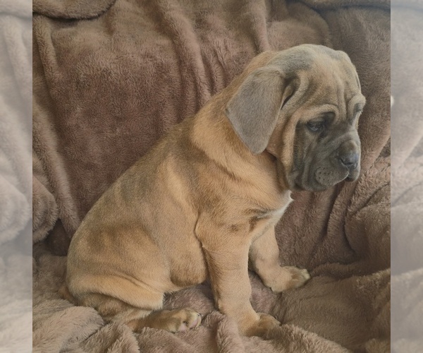 Medium Photo #13 Cane Corso Puppy For Sale in MINERAL WELLS, WV, USA