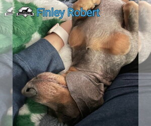 Finley Robert+ - Male Dachshund Dog for Adoption - Photo #12