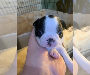 Boston Terrier Puppy for sale in BELVEDERE, SC, USA