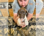Puppy Puppy Female 3 German Shorthaired Pointer