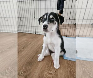 Australian Shepherd-Unknown Mix Dogs for adoption in Plainfield, IL, USA