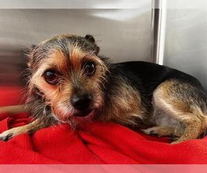 Mutt Dogs for adoption in Grand Prairie, TX, USA