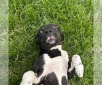 Small #34 American Pit Bull Terrier Mix