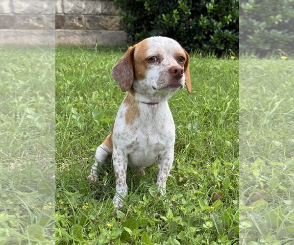 Medium Photo #6 Jack-A-Bee Puppy For Sale in PIPE CREEK, TX, USA