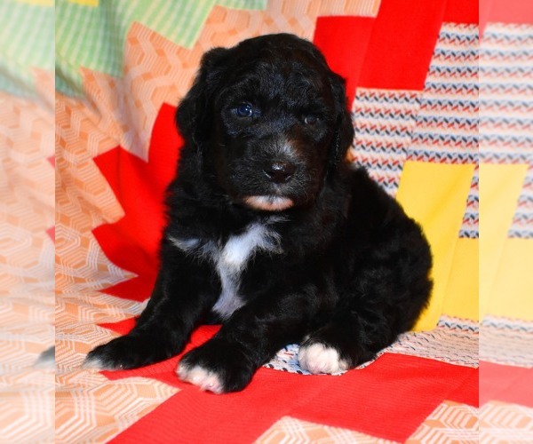 Medium Photo #6 Sheepadoodle Puppy For Sale in ASPERMONT, TX, USA