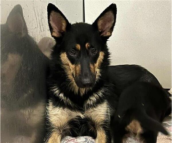 Medium Photo #1 German Shepherd Dog Puppy For Sale in Stockton, CA, USA