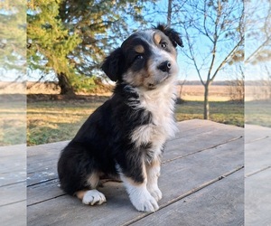 Australian Shepherd Puppy for sale in SAINT JOHNS, MI, USA