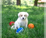 Small #2 Great Pyrenees Mix