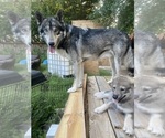 Small #5 Alaskan Malamute-Czech Wolfdog Mix