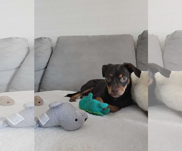 Medium Photo #3 Chihuahua-Unknown Mix Puppy For Sale in phoenix, AZ, USA