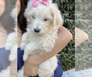 Goldendoodle Puppy for sale in N HIGHLANDS, CA, USA