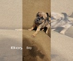Small #4 Catahoula Leopard Dog-Rottweiler Mix