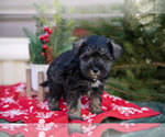 Small #1 Mutt-Schnauzer (Miniature) Mix