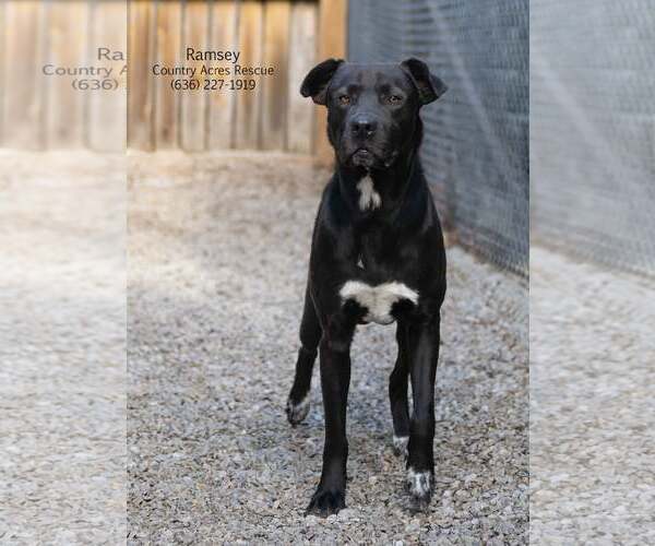 Medium Photo #1 Retriever -Unknown Mix Puppy For Sale in Manchester, MO, USA