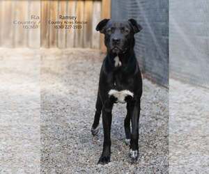 Retriever -Unknown Mix Dogs for adoption in Manchester, MO, USA