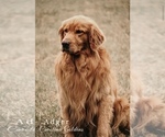 Small #8 Golden Retriever