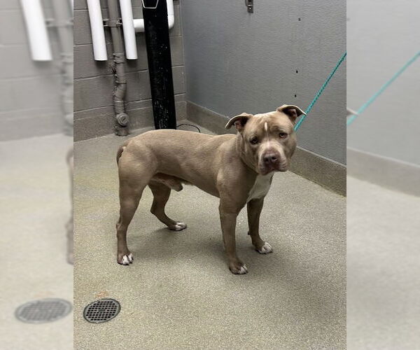 Medium Photo #1 Mutt Puppy For Sale in Las Vegas, NV, USA