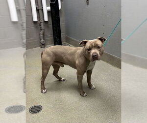 Mutt Dogs for adoption in Las Vegas, NV, USA