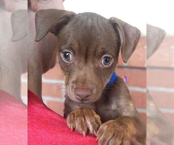 Medium Photo #1 Chihuahua-Unknown Mix Puppy For Sale in Carrollton, TX, USA