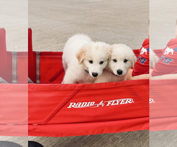 Medium Photo #4 Great Pyrenees Puppy For Sale in Dallas, TX, USA