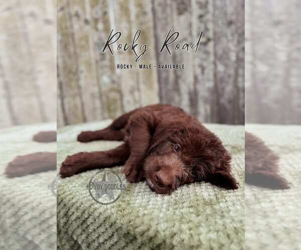 Medium Photo #21 Labradoodle Puppy For Sale in ELIZABETH CITY, NC, USA