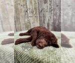 Puppy Rocky Road Labradoodle