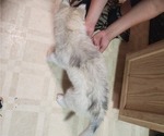 Small Photo #11 Siberian Husky Puppy For Sale in ASHLAND, MO, USA