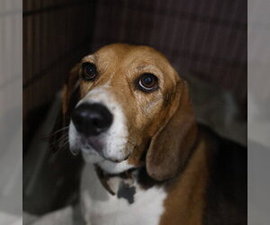 Beagle-Unknown Mix Dogs for adoption in San Antonio, TX, USA