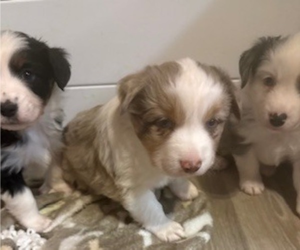 Medium Photo #3 Miniature American Shepherd Puppy For Sale in MARENGO, IA, USA